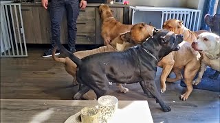 When the he'll breaks out with 7 Giant Pitbulls inside the house 😱 by Giant Bully Pitbulls Rasit Kaplan 268,867 views 2 years ago 4 minutes, 33 seconds