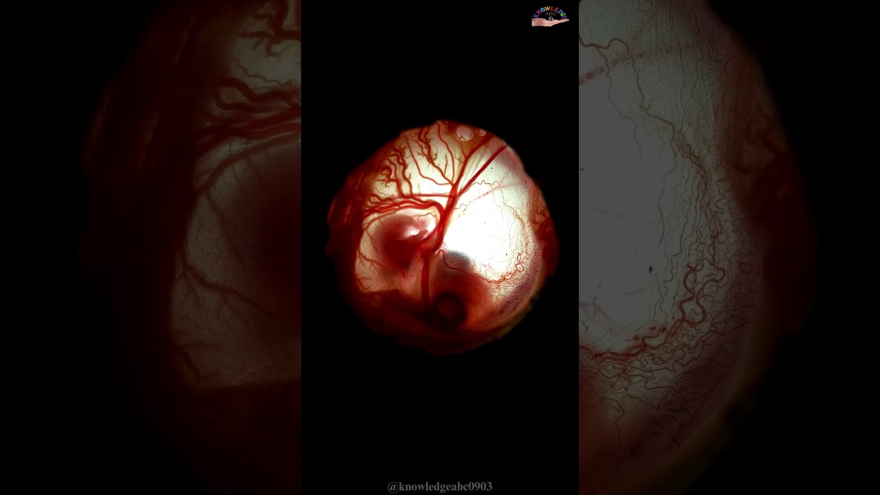 Transparent Heart of human 