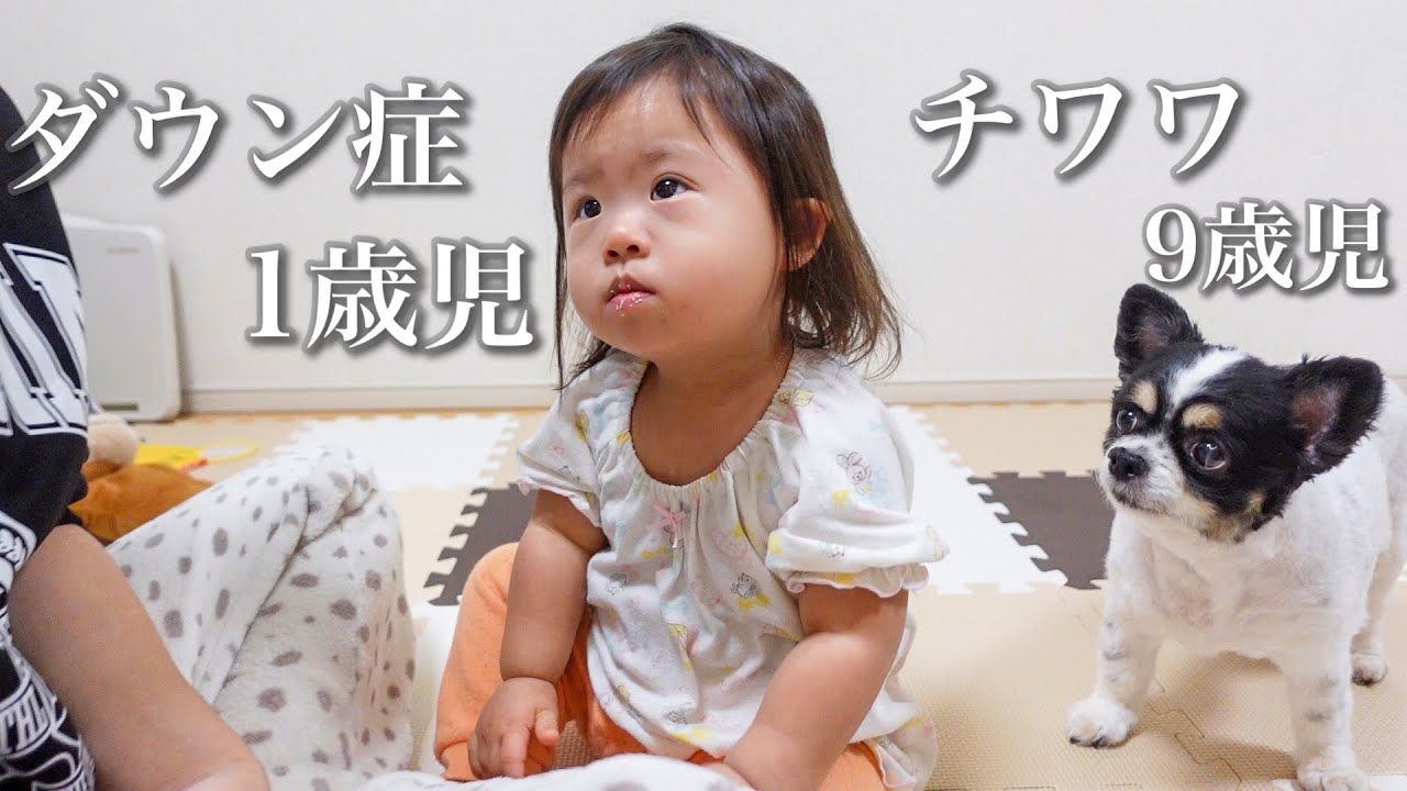 ダウン症1歳児を翻弄するチワワ9歳児