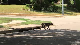 Oakwood Glen bobcat July 14 Plano Texas