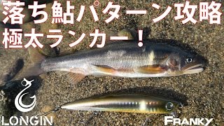 秋の風物詩 落ち鮎パターンのシーバスをロンジンルアー・フランキーで攻略!
