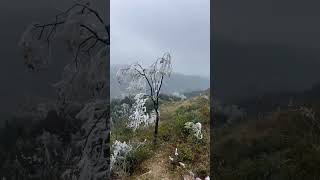 Man Takes Tumble After Kicking Tree Icicles
