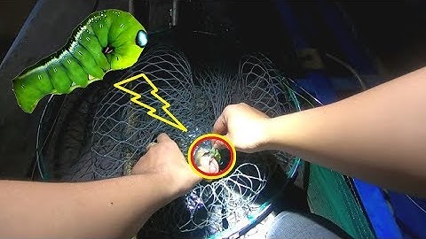 Câu Cá Điểm Mới Phát Hiện Mồi Câu Cá BASA Siêu Nhạy Bao Lên Cá