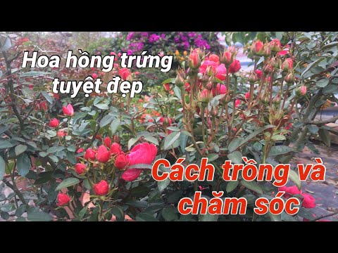 Video: Cách Trồng Hoa Hồng Trung Quốc