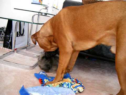 A Bull Mastiff Attacks watch v=BaSo5C4pMtg