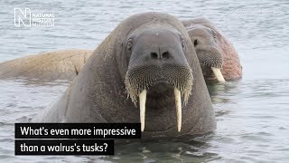 What is more impressive than a walrus's tusks? | Natural History Museum