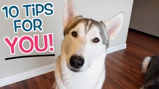 10 Amazing Tips For Siberian Husky Owners!