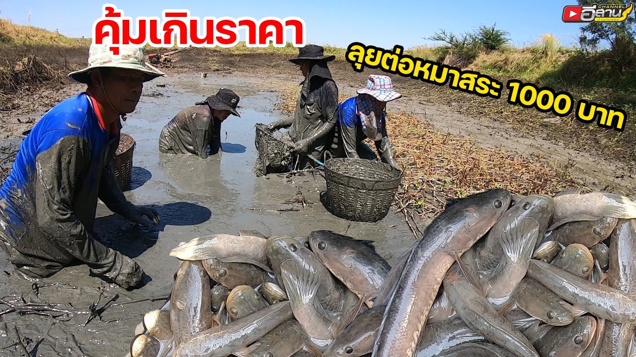 ตัวใหญ่จับจนไม่อยู่ คุ้มเกินราคา ลุยต่อเหมาสระ 1000 บาท