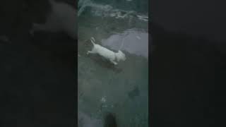 My Dog 444444444444444444444444444444444444444444444444