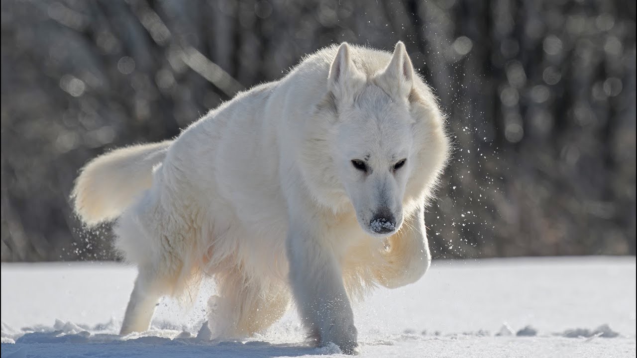 15 Reasons White Swiss Shepherd Dogs Are A One-Of-A-Kind Dog Breed