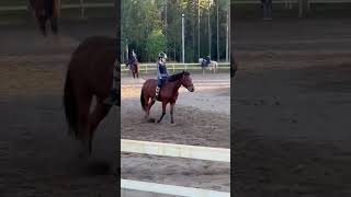 Elari Eilen Ismiten Kehut Heppaa? Yleensä Rapsutan Tai Silitän