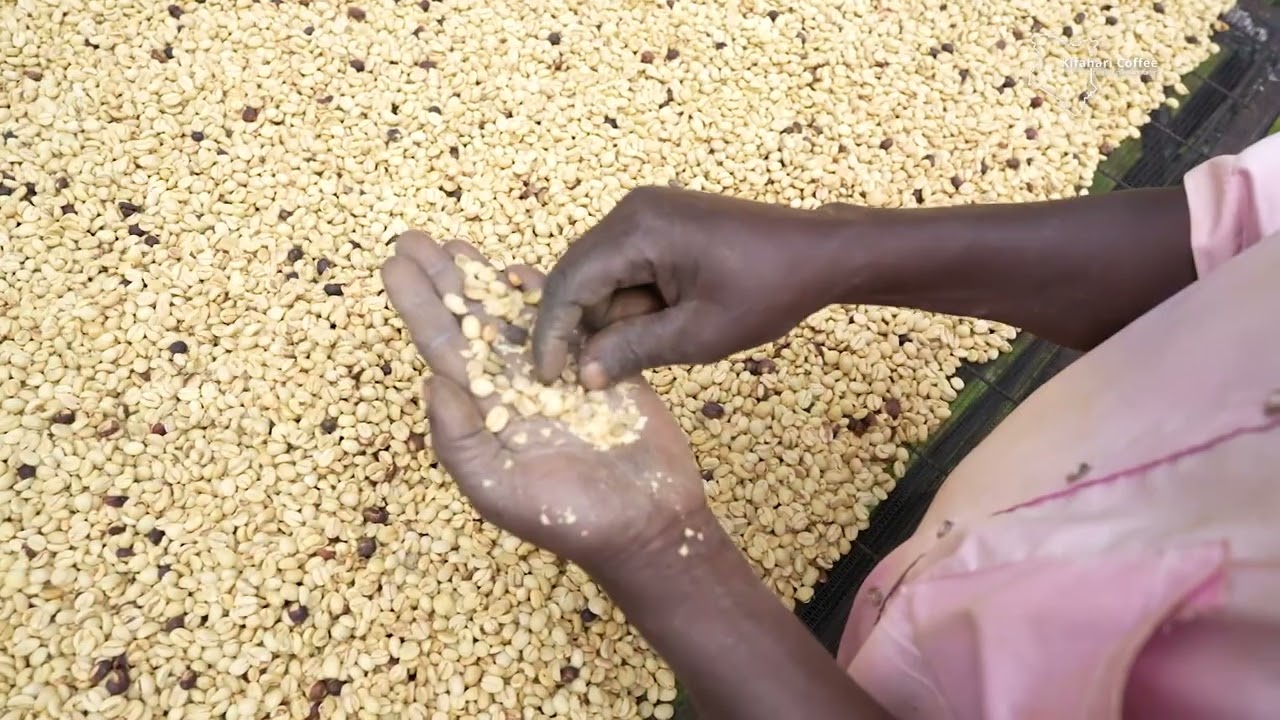 From cherry delivery to graded green coffee: here's what happens at the factory.  