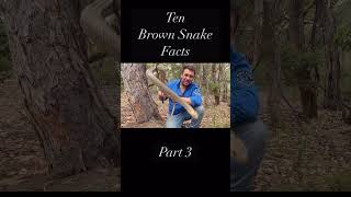 10 Things You Didn’t Know About The Eastern Brown Snake - Part 3
