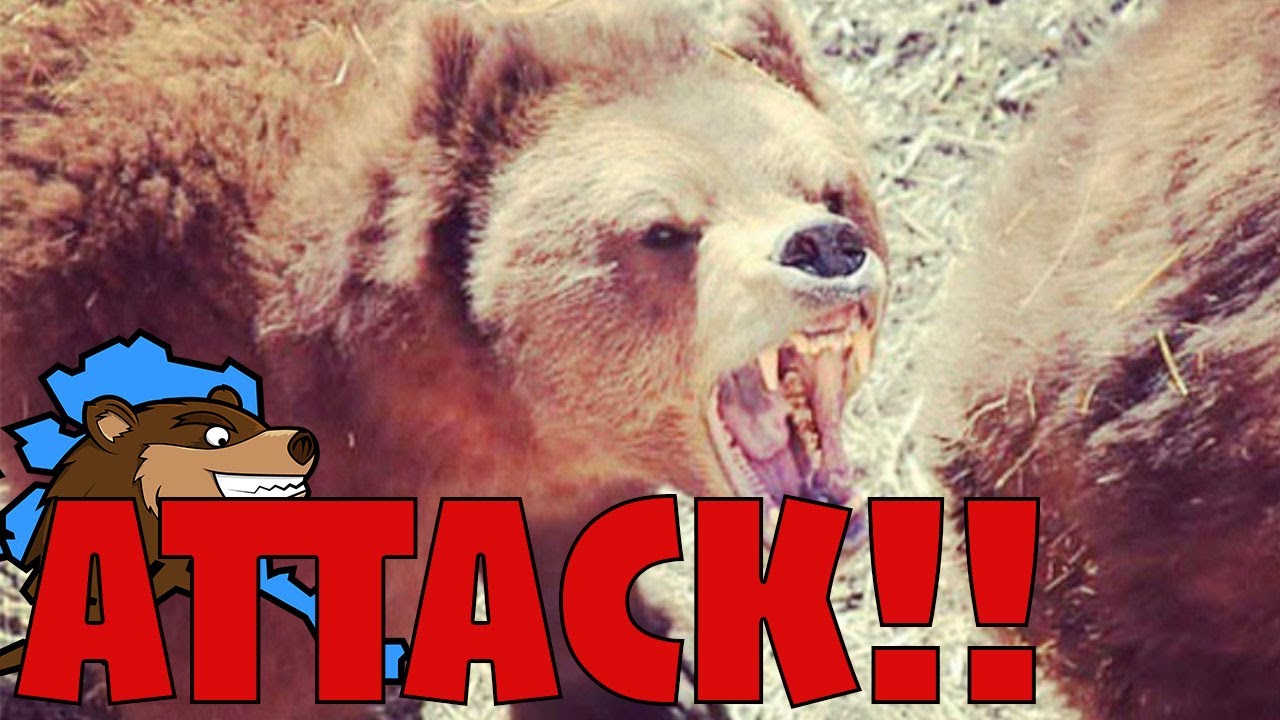Bear Attacks In Alaska How Common Are They And How To Defend Against bear-attacks-in-alaska-how-common-are-they-and-how-to-defend-against