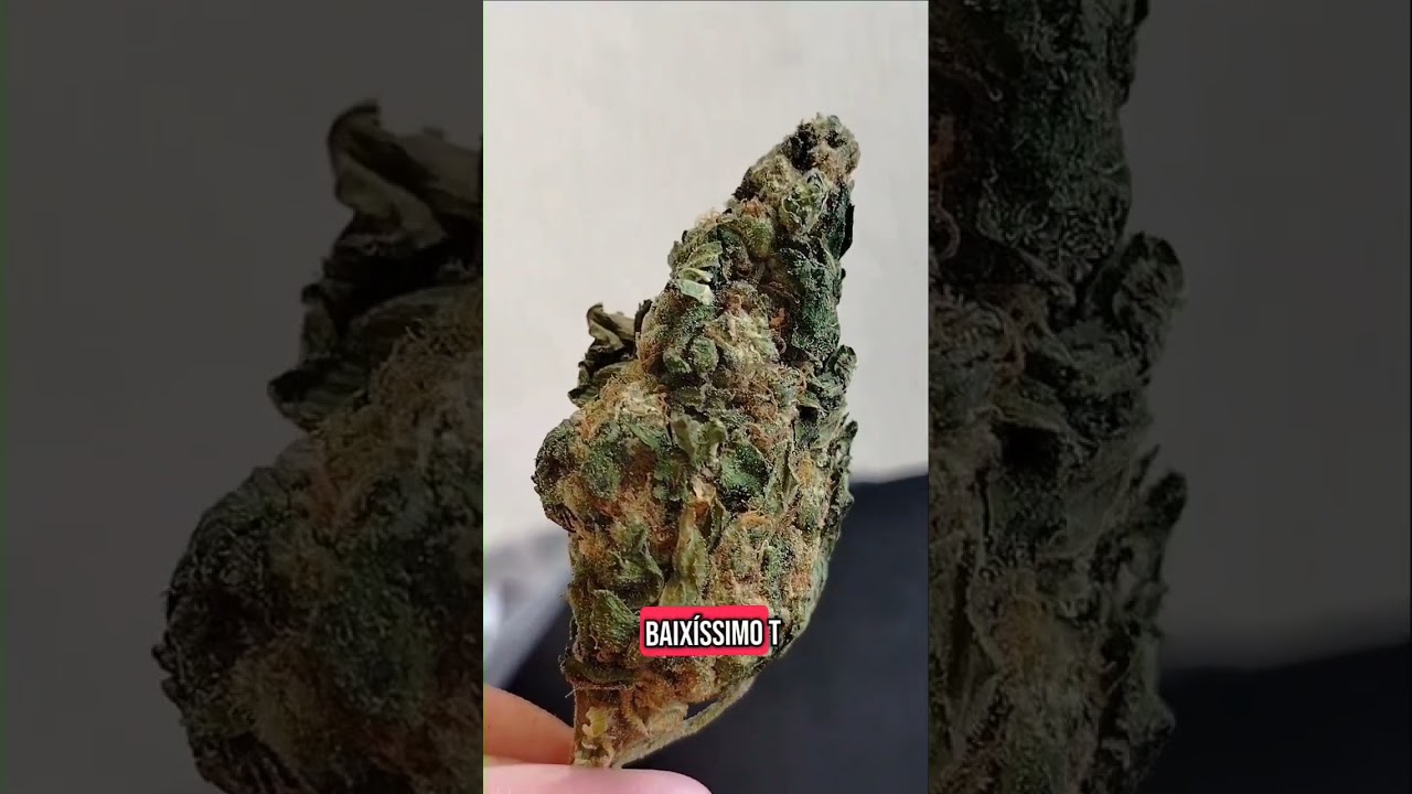 #maconha