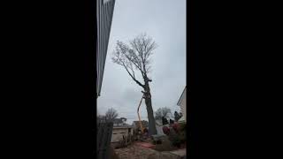 This Ancient Oak Was An Absolute Monster