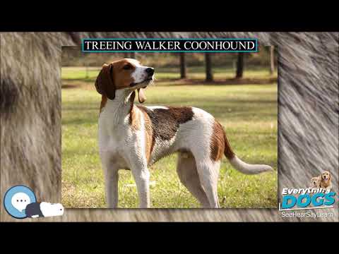 Treeing Walker Coonhound Everything Dog Breeds Youtube
