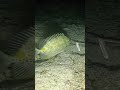 solo. dive spear fishing at night #swasinexplorer #spearfishing #nightspearfishing