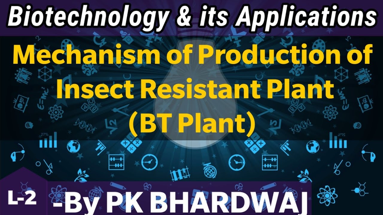 Mechanism of Production of Insect Resistant Plant (BT Plant) YouTube