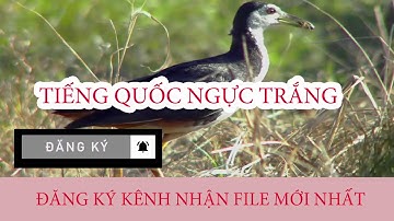 Tiếng Quốc Ngực trắng bản chuẩn mới nâng cấp ăn chim