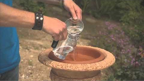 How to Clean Your Bird Bath