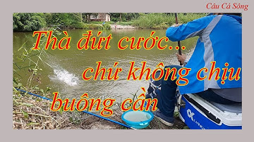 Câu Đài Miền Bắc | Câu Rô Phi Toàn Gặp Hàng Khủng Phải Làm Sao?