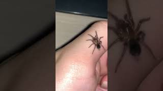 Download Lagu FINALLY I DARE TO HOLD MY PET TARANTULA! SO EXCITING! MP3