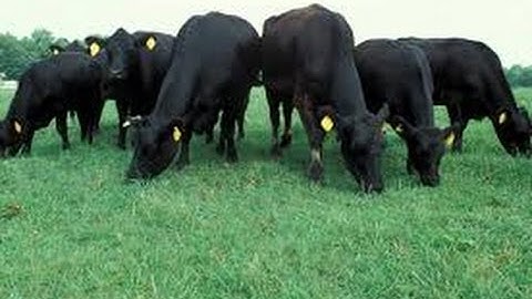 Sustainable Ranching  Through Changing Times and Drought fa