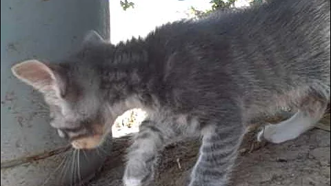Watch the video about The 6 manx/rescue/feral moma kittens experience outside for the 1st time!