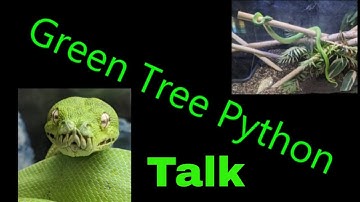 Green Tree Python Talk: Top Things You Need To Know