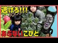 【こびとづかん】人気!!あぶないこびとに追いかけられる!!アラシクロバネ、いもほり