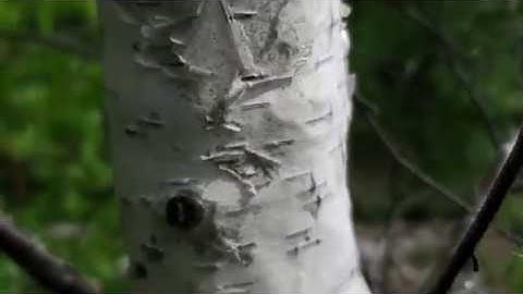 Poplar or Birch?