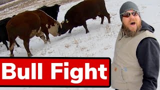 Herding Cows on Mules and Doctoring Sick Cow | Vlog #17