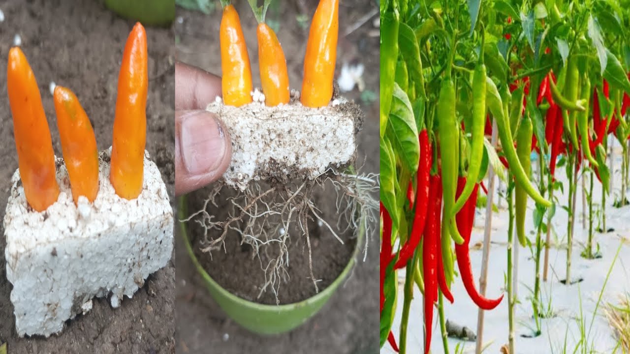 Tips for growing chilli from chilli with onion, how to grow chilli ...