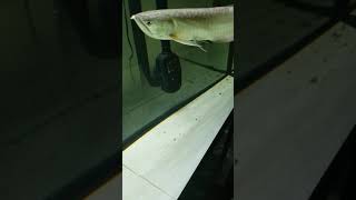 Arowana