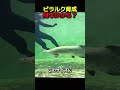 ピラルク育成に何年かかるの?