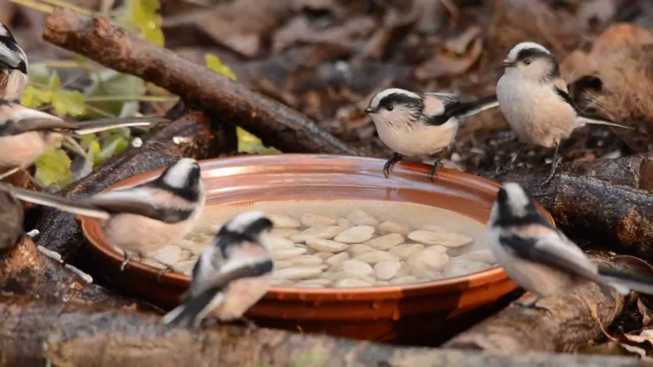 エナガの水浴び 野鳥の水浴び Long Tailed Tit Youtube