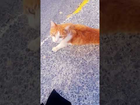 شوفو هالقطوطه وقفت بطريقي     اهميه  ا