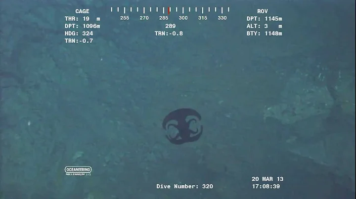 Alien looking creature transforming near Ocean floor at over 3700 feet.Video from ROV