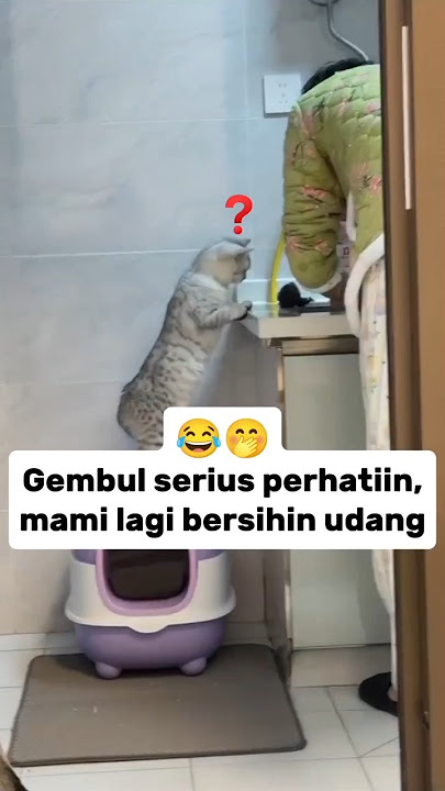 Gembul seriously pays attention to mommy cleaning shrimp 😂🤭 #feedshorts #cutecat #cat