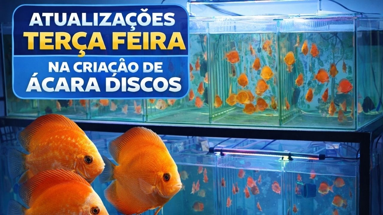 Atualizações da Semana na Criação de Acará Discos!