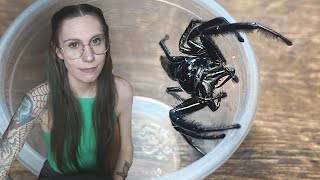 FAIL: pairing the *LARGEST* jumping spiders in the world! Hyllus giganteus