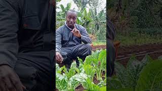 Growing Swiss Chard Spinach
