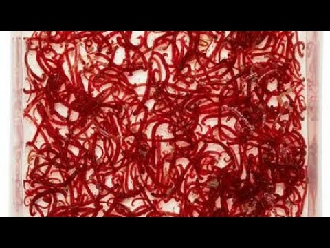 How to Freeze Live Bloodworms for aquarium fish 
