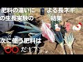 長ネギ栽培実験#5(終)【牛・豚・鶏糞生長状態に差が出るのか？】【結果】2022年9月28日 10月14日 11月7日 11月22日