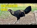 Dino Chickens: Survival Chicken Free Range Breeding Project Update October 2021