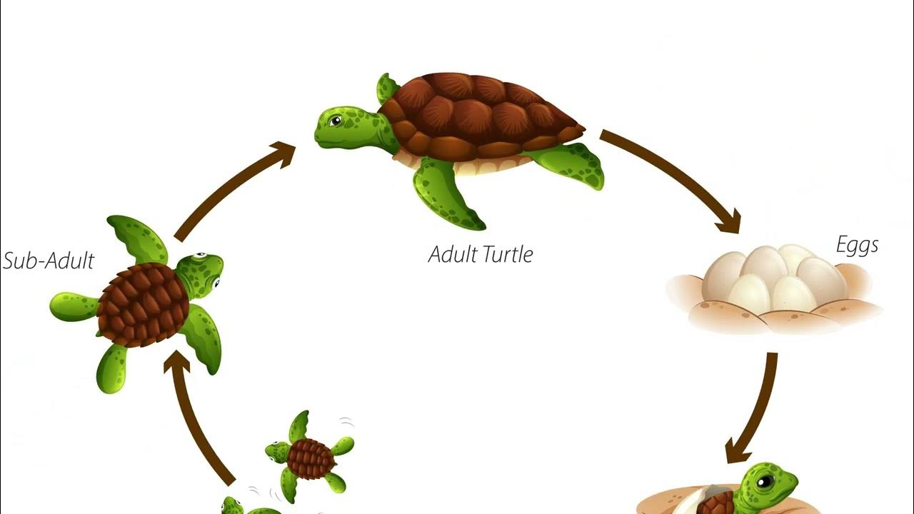 Turtle Life Cycle - YouTube