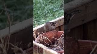 Female House Sparrow On An Old Wooden Garden Planter. #shorts