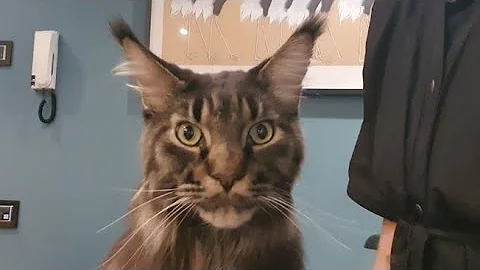 Watch the video about 🐱💖 Wonderful Maine Coon Grooming Cat #cat #mainecooncatlovers #mainecoon #catgrooming #groomingcat