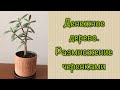 Денежное дерево. Размножение черенками